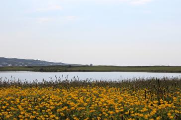 wild meadows at Renvyle House