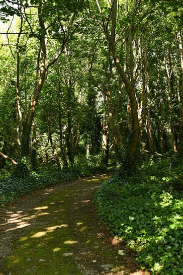 Renvyle House Hotel & Resort | Connemara, Co. Galway, H91 X8Y8 | Photos 21